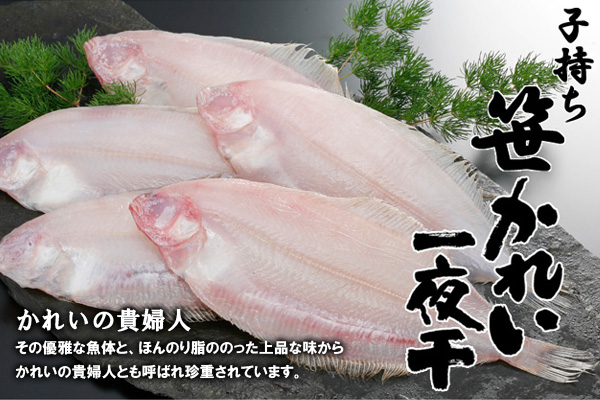 日本屈指のかれいの好漁場、島根県は「かれい塩干品」の生産量が全国1位!全国に名高い「石見の干しかれい」をぜひお試しくださいませ。その優雅な魚体と、ほんのり脂ののった上品な味から、かれいの貴婦人とも呼ばれ珍重されています。今回は特に、抱卵した「子持ち」だけを選び出しました。また、大きさも地元でしか手に入りにくい、大きいサイズのものを選んでおります。
